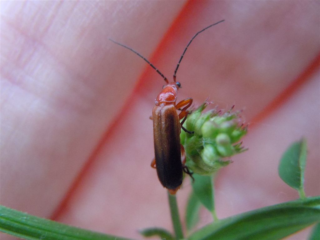 Rhagonycha fulva?